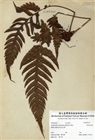 藏品(生芽狗脊蕨)的圖片